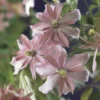 Bosrank (Clematis Montana 'Broughton Star')