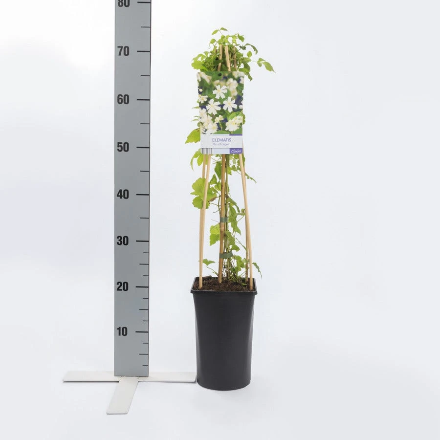 Bosrank (Clematis 'Paul Farges') - Afbeelding 4