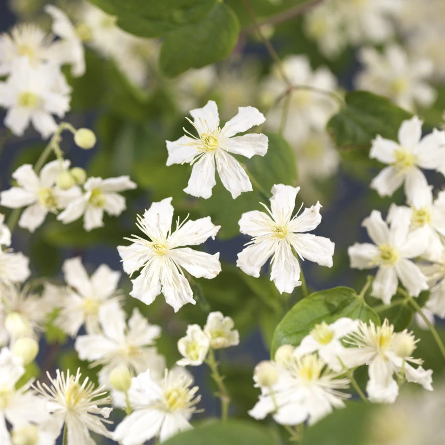 Bosrank (Clematis 'Paul Farges') - Afbeelding 2
