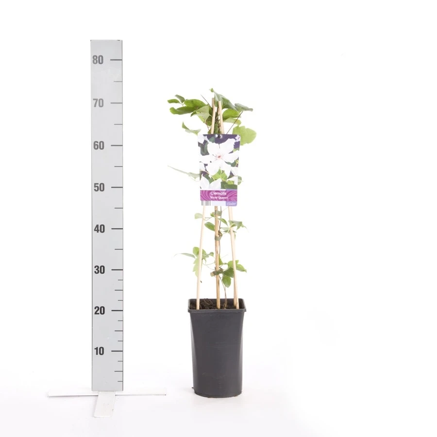 Bosrank (Clematis 'Snow Queen') - Afbeelding 2