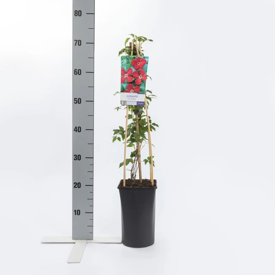 Bosrank (Clematis Viticella 'Rubra') - Afbeelding 2