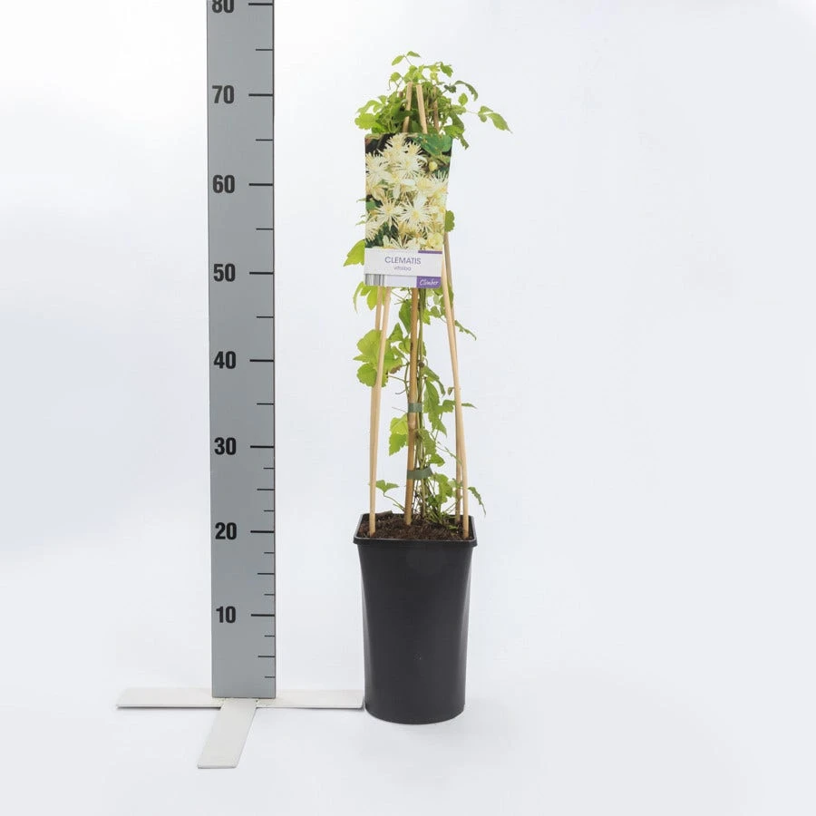 Bosrank (Clematis Vitalba) - Afbeelding 2