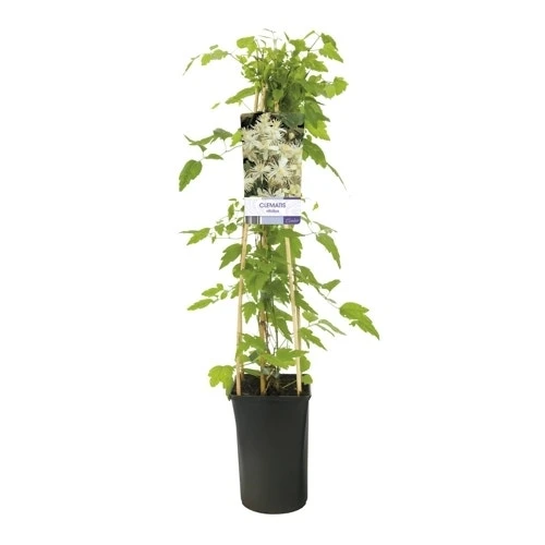 Bosrank (Clematis Vitalba) - Afbeelding 3