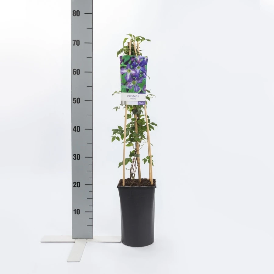 Bosrank (Clematis Viticella) - Afbeelding 3