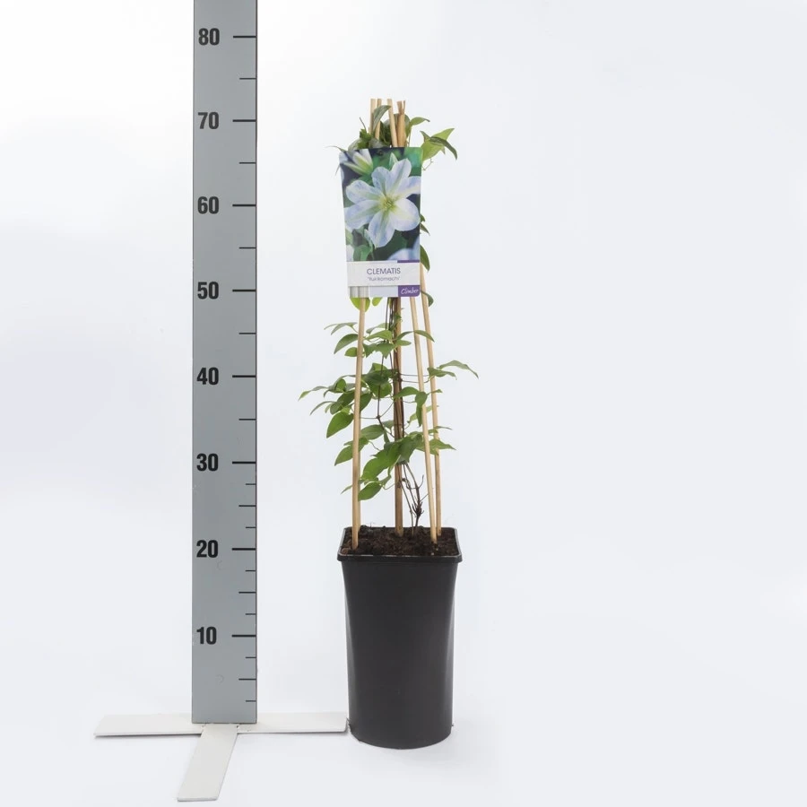 Bosrank (Clematis 'Yukikomachi') - Afbeelding 3