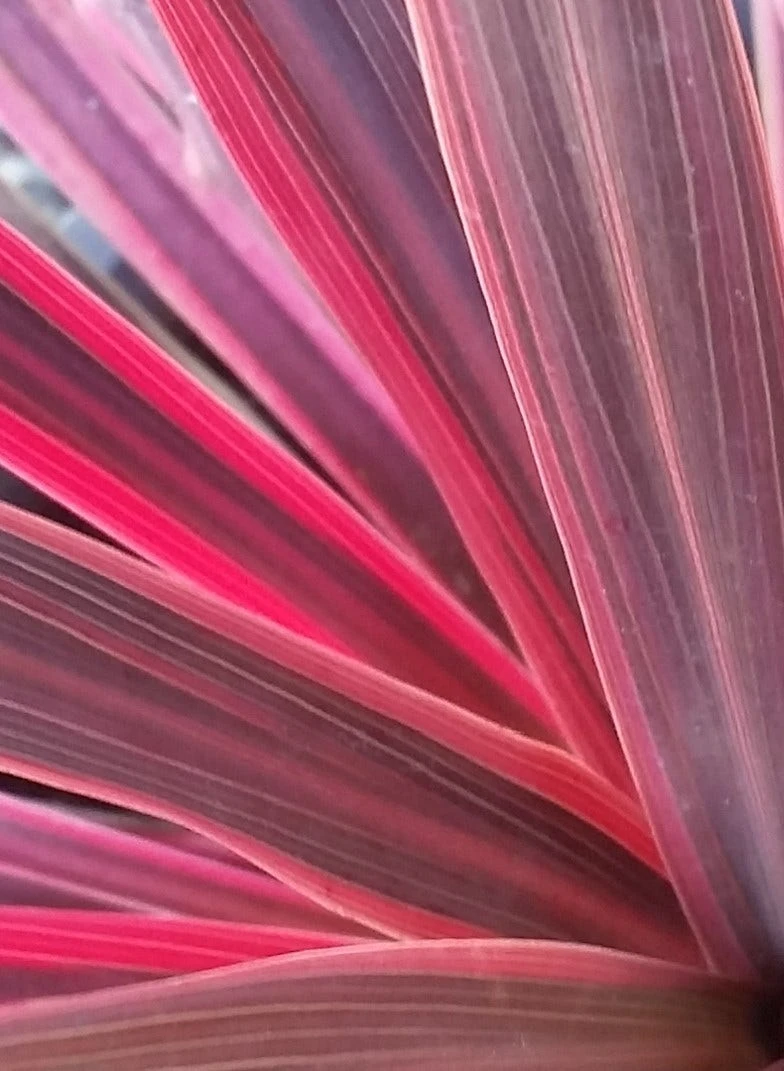 Cordyline (Cordyline Australis 'Electric Pink') - Afbeelding 2