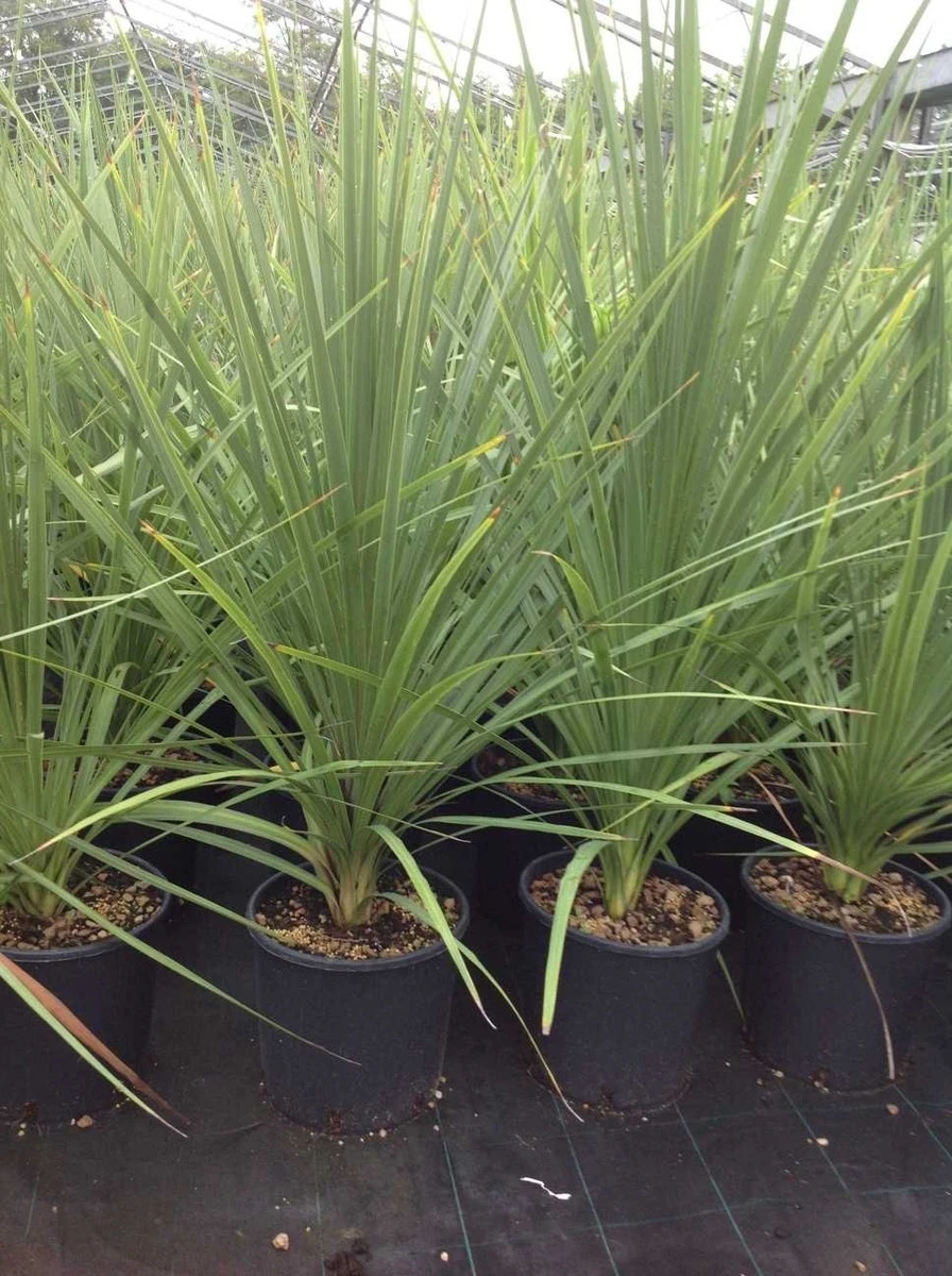 Cordyline (Cordyline Australis) - Afbeelding 14