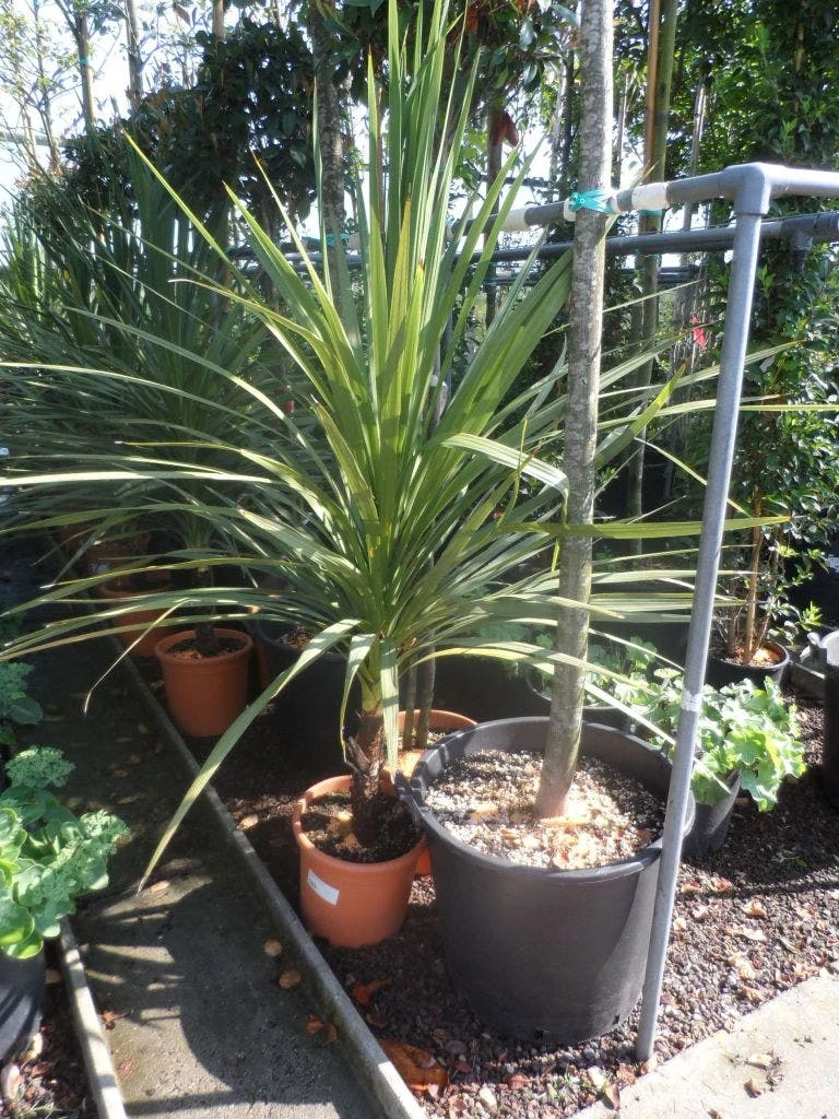Cordyline (Cordyline Australis) - Afbeelding 7
