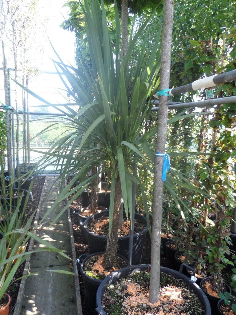 Cordyline (Cordyline Australis) - Afbeelding 8