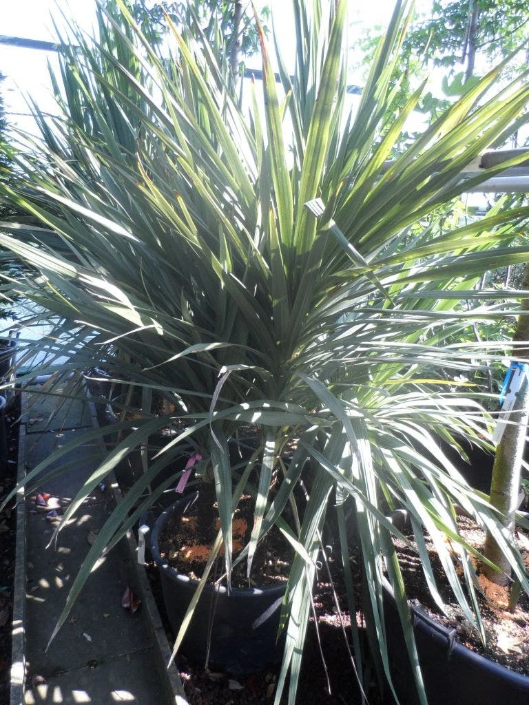 Cordyline (Cordyline Australis) - Afbeelding 9