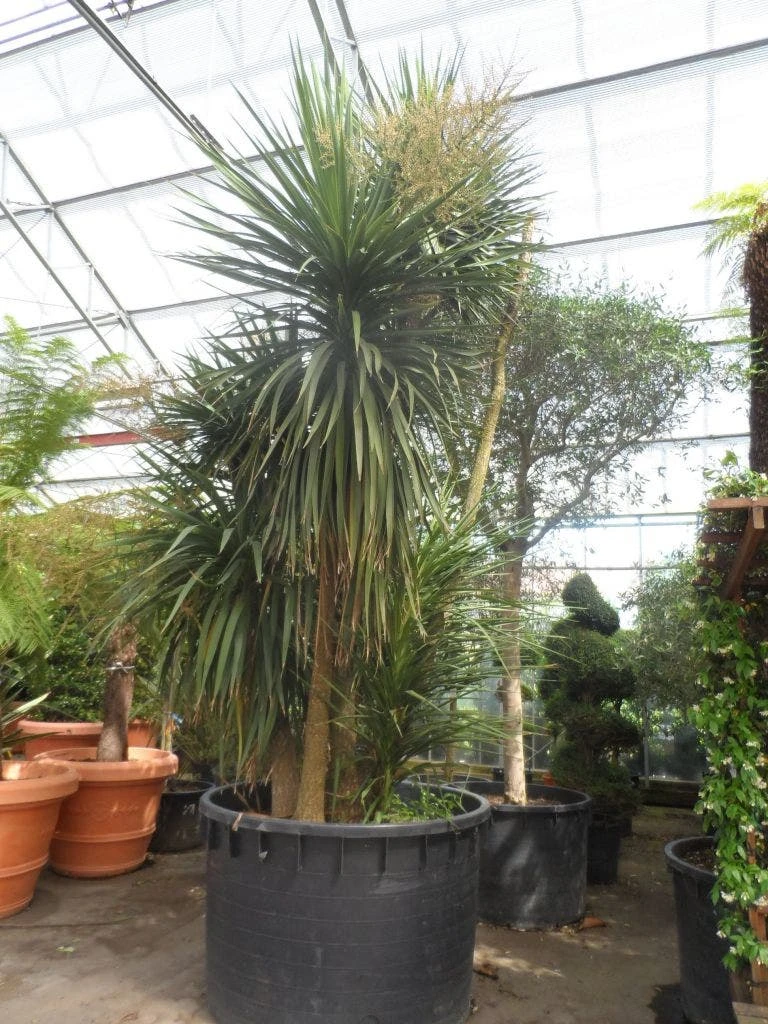 Cordyline (Cordyline Australis) - Afbeelding 10