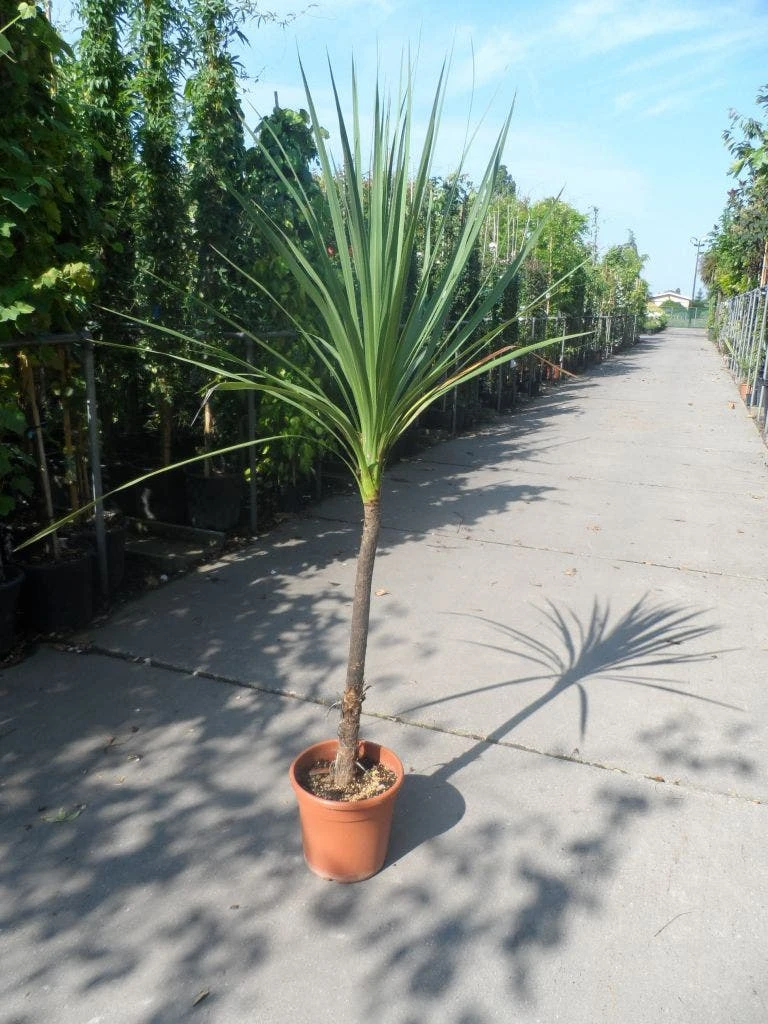 Cordyline (Cordyline Australis) - Afbeelding 11