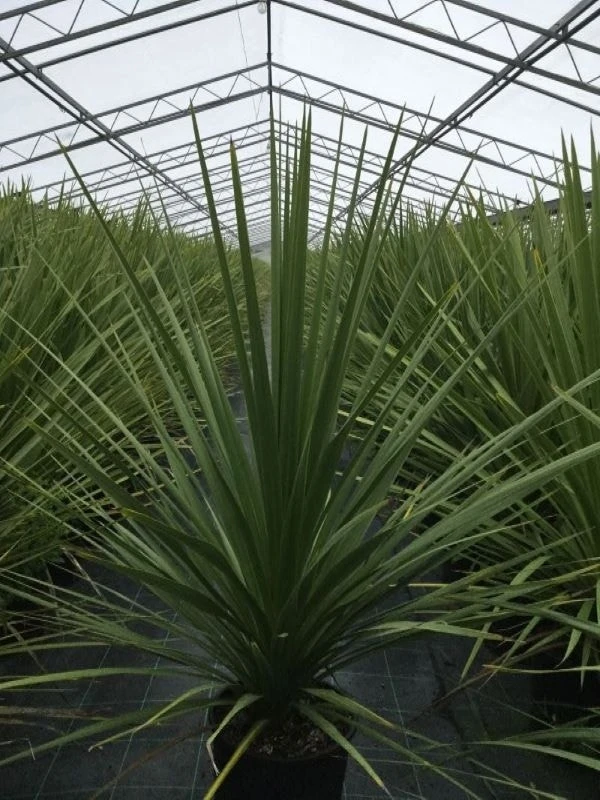 Cordyline (Cordyline Australis) - Afbeelding 13