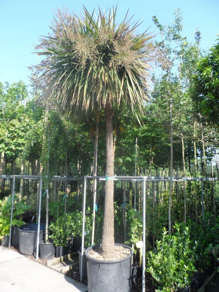Cordyline (Cordyline Australis) - Afbeelding 12