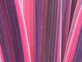 Cordyline (Cordyline 'Southern Splendour') - Afbeelding 2