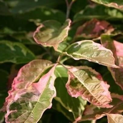 Kornoelje (Cornus Florida 'Cherokee Daybreak') - Afbeelding 2