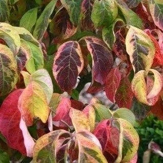 Kornoelje (Cornus Florida 'Rainbow') - Afbeelding 2