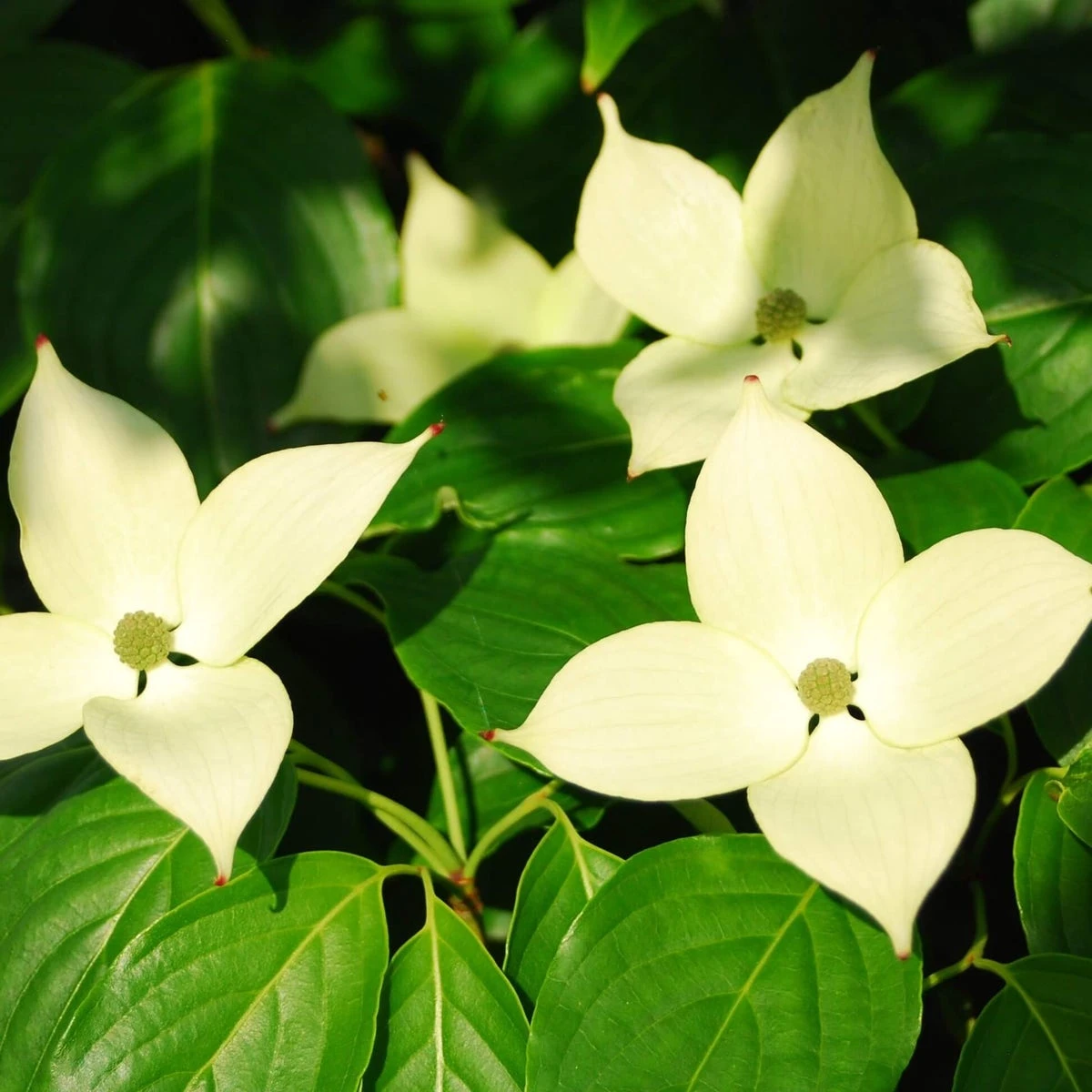 Kornoelje (Cornus Kousa 'China Girl') - Afbeelding 15