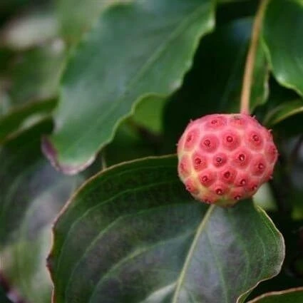 Kornoelje (Cornus Kousa 'China Girl') - Afbeelding 14