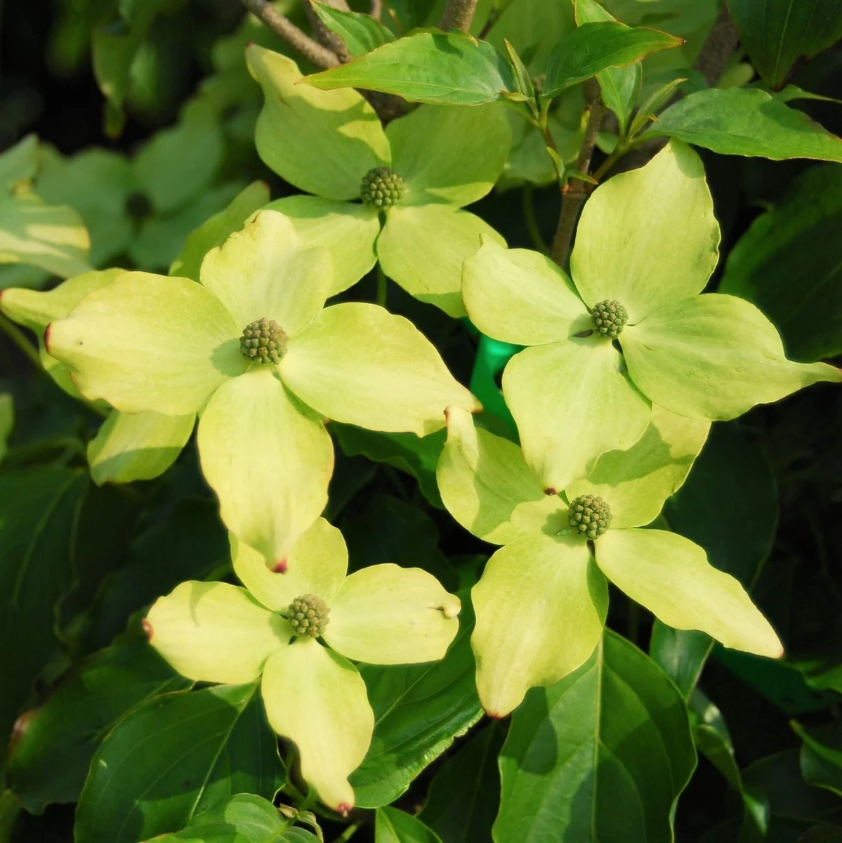 Kornoelje (Cornus Kousa 'Schmetterling') - Afbeelding 2