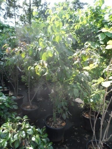 Veelbloemige Kornoelje (Cornus Florida 'Cloud Nine') - Afbeelding 3