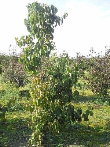 Veelbloemige Kornoelje (Cornus Florida 'Cloud Nine') - Afbeelding 4