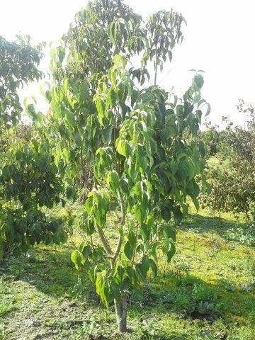 Veelbloemige Kornoelje (Cornus Florida 'Cloud Nine') - Afbeelding 6