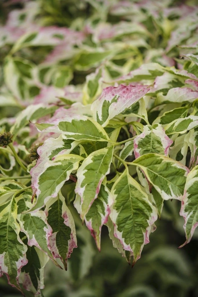 Kornoelje (Cornus Florida 'Cherokee Daybreak') - Afbeelding 3