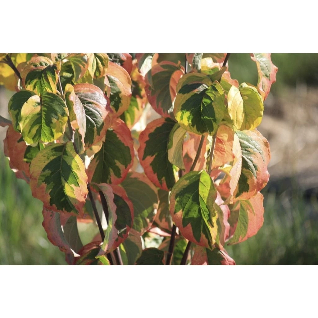 Kornoelje (Cornus Florida 'Rainbow')