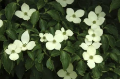 Japanse Kornoelje (Cornus Kousa)