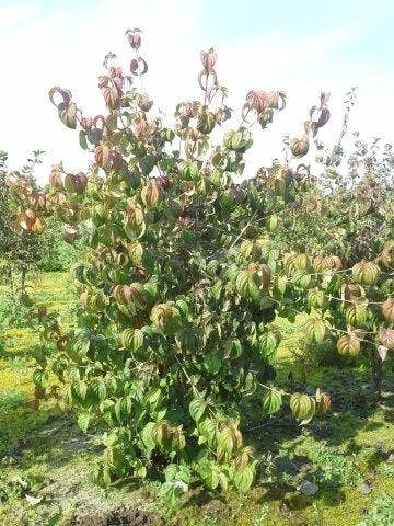 Kornoelje (Cornus Kousa 'China Girl') - Afbeelding 9