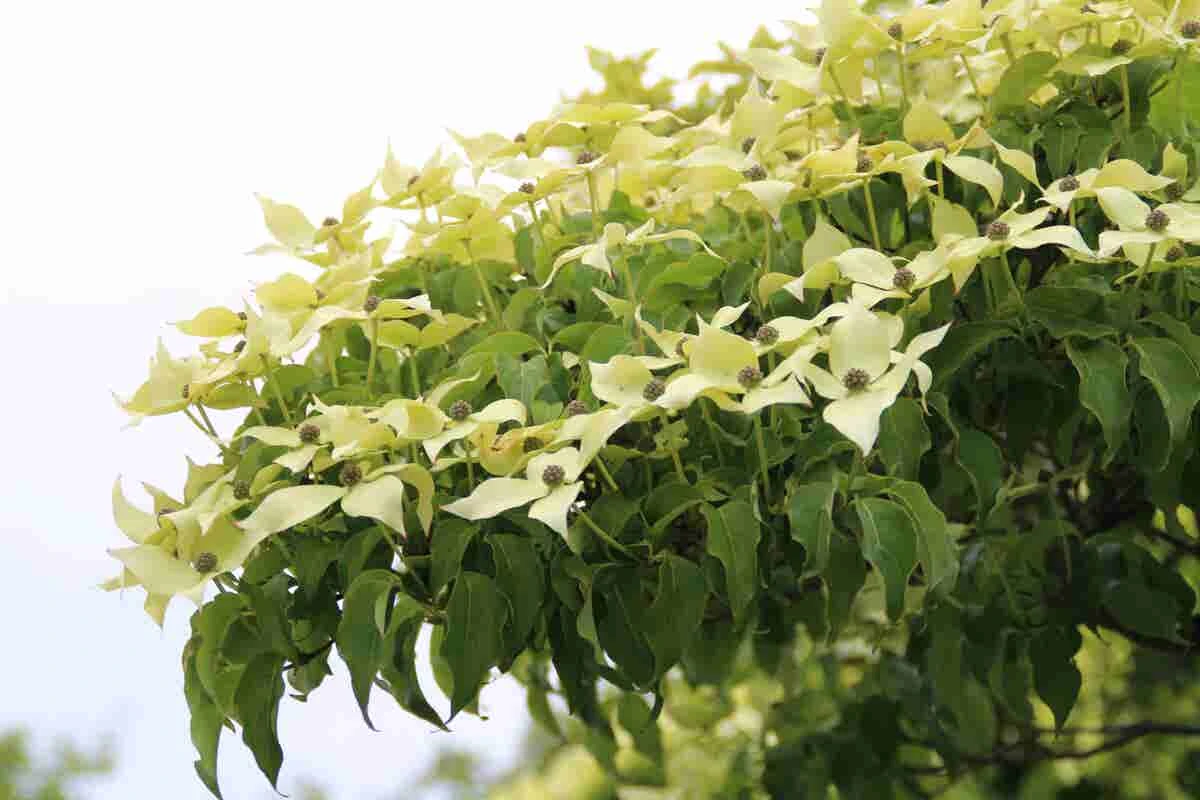 Kornoelje (Cornus Kousa 'China Girl') - Afbeelding 7