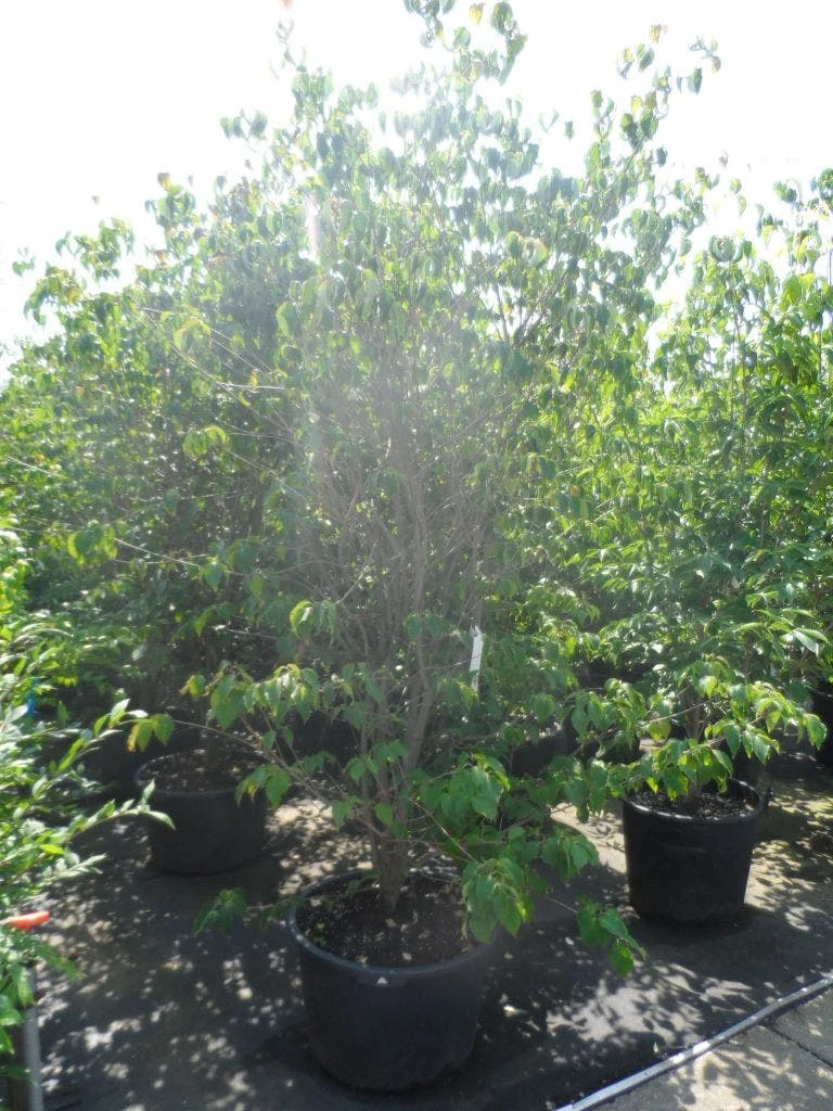 Kornoelje (Cornus Kousa 'China Girl') - Afbeelding 10