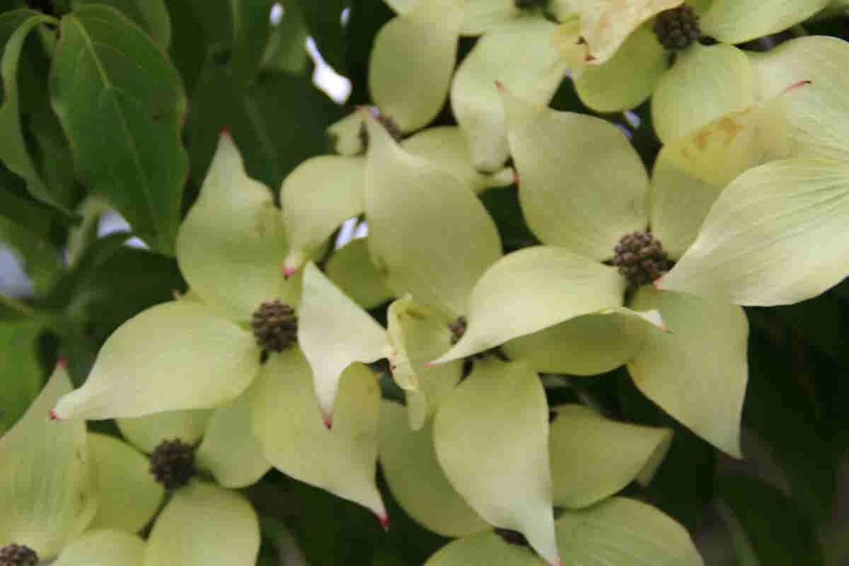 Kornoelje (Cornus Kousa 'China Girl') - Afbeelding 6