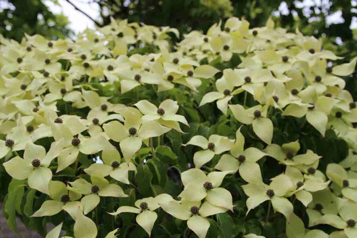 Kornoelje (Cornus Kousa 'China Girl') - Afbeelding 5