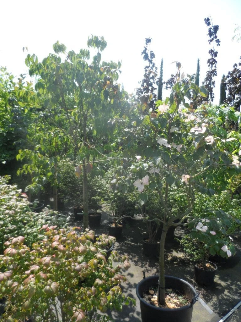 Japanse Kornoelje (Cornus Kousa) - Afbeelding 5