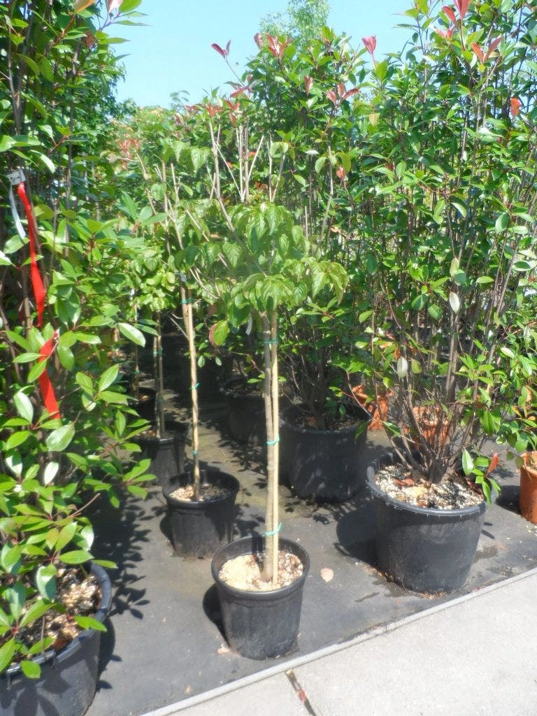 Japanse Kornoelje (Cornus Kousa) - Afbeelding 6