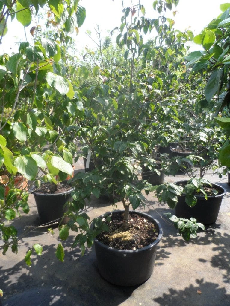 Japanse Kornoelje (Cornus Kousa) - Afbeelding 7