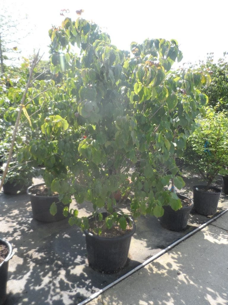 Japanse Kornoelje (Cornus Kousa) - Afbeelding 8