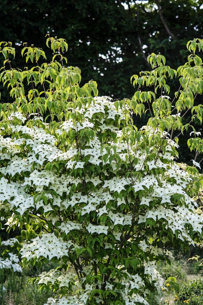 Meerstammige Kornoelje (Cornus Kousa 'Milky Way')