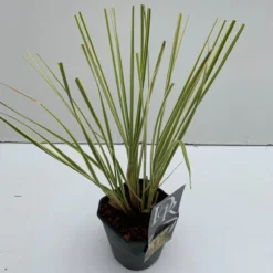 Dwerg Pampasgras (Cortaderia Selloana 'Mini Goldpampas')