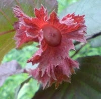 Hazelaar/Hazelnoot (Corylus Avellana 'Rode Zellernoot') - Afbeelding 3