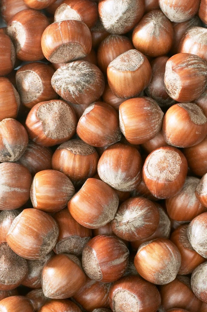 Hazelaar/Hazelnoot (Corylus Avellana 'Webb's Prize Cob') - Afbeelding 2