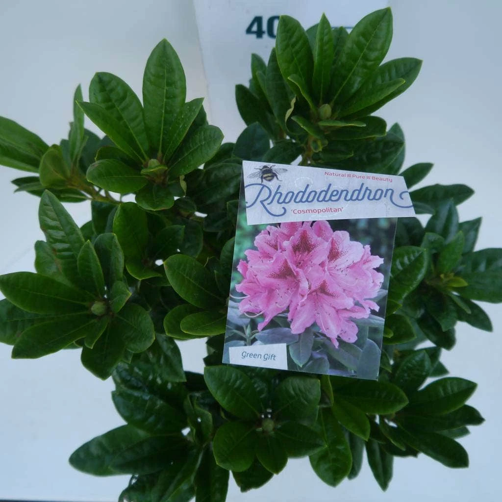 Rhododendron (Rhododendron 'Cosmopolitan') - Afbeelding 2