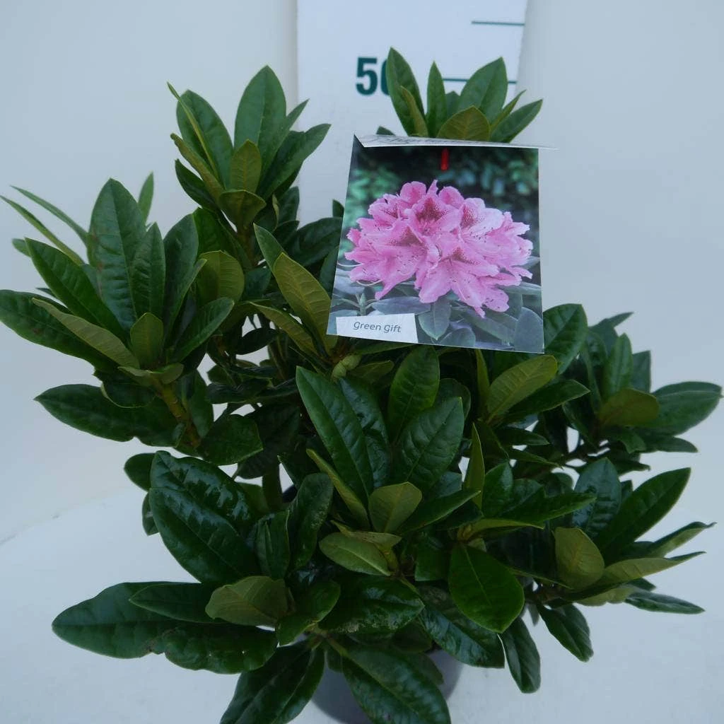 Rhododendron (Rhododendron 'Cosmopolitan') - Afbeelding 3