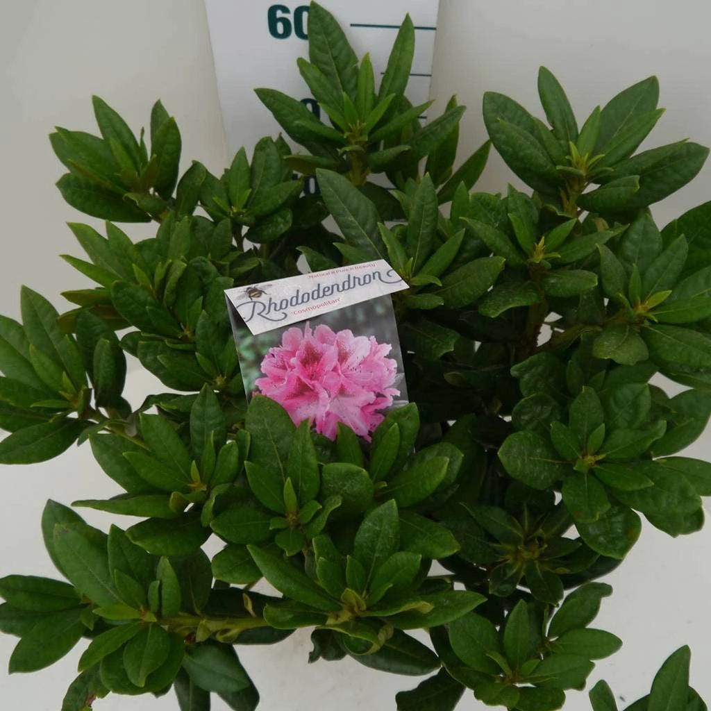 Rhododendron (Rhododendron 'Cosmopolitan') - Afbeelding 6