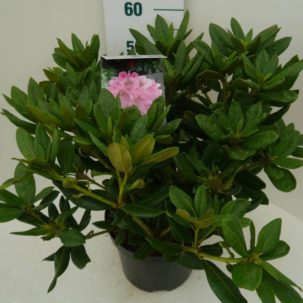 Rhododendron (Rhododendron 'Cosmopolitan') - Afbeelding 5