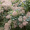 Pruikenboom (Cotinus 'Grace')