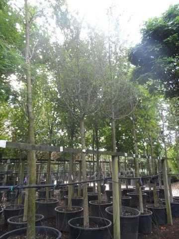 Rode Meidoorn (Crataegus Laevigata 'Paul's Scarlet') - Afbeelding 7