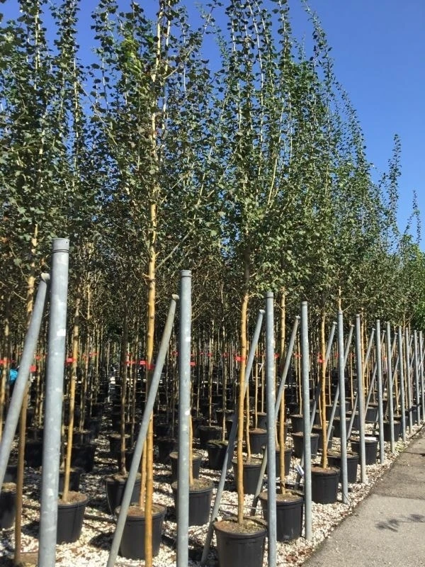 Rode Meidoorn (Crataegus Laevigata 'Paul's Scarlet') - Afbeelding 6